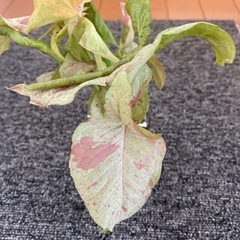 観葉植物シンゴニウムミルクコンフェッティーの画像