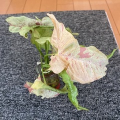 観葉植物シンゴニウムミルクコンフェッティーの画像