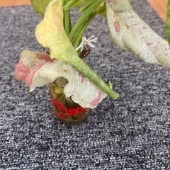 観葉植物シンゴニウムミルクコンフェッティーの画像