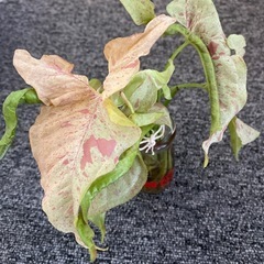 観葉植物シンゴニウムミルクコンフェッティーの画像