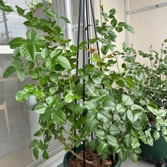 薔薇大苗