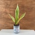 ランキングキーワードに紐づく投稿画像-観葉植物
