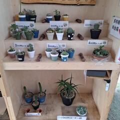 🌵多肉園ひだまり🌵(無人販売所)