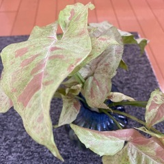 観葉植物、シンゴニウムミルクコンフェッティー
の画像