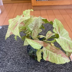 観葉植物、シンゴニウムミルクコンフェッティー
の画像