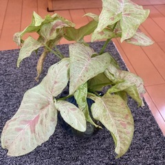 観葉植物、シンゴニウムミルクコンフェッティー
の画像