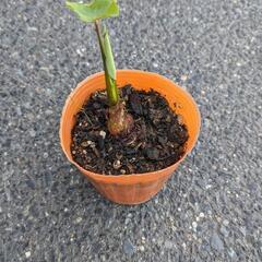【里芋の苗】