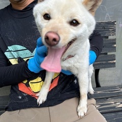 豆柴　引退犬　2歳