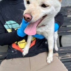 豆柴　きまりました - 犬