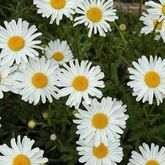💛歌うの大好き ♪ 6月21日(土)ともだち募集中です💛【松本】  - メンバー募集