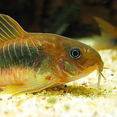 赤コリドラス稚魚5匹（体長1cm以下）