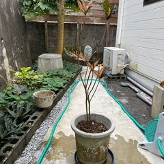 観葉植物