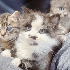 母猫FeLV陽性 早期不妊手術チップ入り半長毛子猫