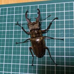 ミヤマクワガタ♂