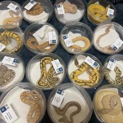 ③🦎爬虫類専門ラインオプチャ　　　　レプリストハチュグル🐍　　　...
