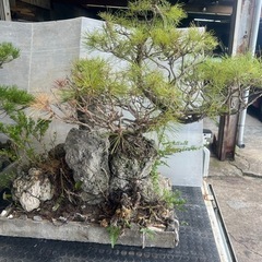 赤松？🌲松🌲盆栽！大きい！　庭木