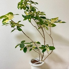 ②観葉植物　IKEA鉢カバー付き