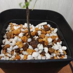オペルクリカリア　パキプス　実生　Operculicarya pachypus　塊根植物　ビザールプランツ　灌木系の画像