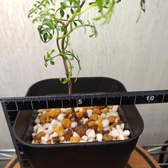 オペルクリカリア　パキプス　実生　Operculicarya pachypus　塊根植物　ビザールプランツ　灌木系の画像