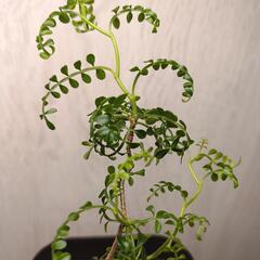 オペルクリカリア　パキプス　実生　Operculicarya pachypus　塊根植物　ビザールプランツ　灌木系の画像