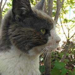 猫友達　猫好きさんとお友達になりたいです！