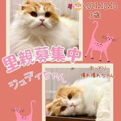 😻スコティッシュフォールド😻ジュディちゃん🐈2021.10…
