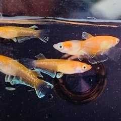 めだかの稚魚③