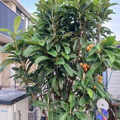 【お引き取り様決定】びわの木