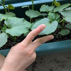 とっても美味しい　オクラ苗の画像
