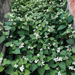 ドクダミソウ　無農薬　ドクダミ茶にどうぞの画像