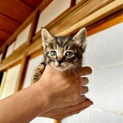 至急！かわいい子猫もらって下さい