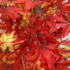 もみじツリー・造花・ディスプレイ・紅葉の木の画像