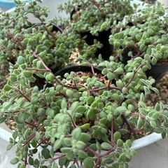 ☆多肉植物 ☆ブロウメアナ☆1ポット☆