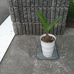 蘇鉄（鉢付き）の画像
