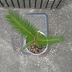 蘇鉄（鉢付き）の画像