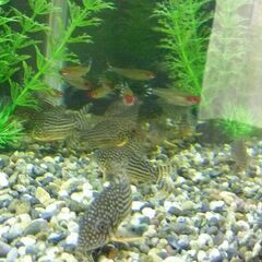 熱帯魚・コリドラスステルバイ　ラミノーズテトラ