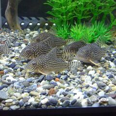 熱帯魚・コリドラスステルバイ　ラミノーズテトラの画像