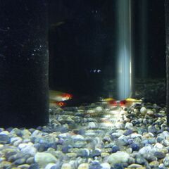 熱帯魚・コリドラスステルバイ　ラミノーズテトラの画像