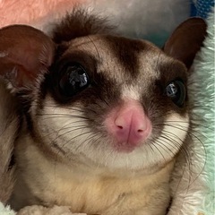 里親募集