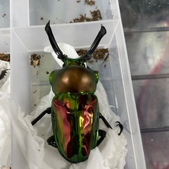 【締切】ニジイロクワガタ　トリオの画像