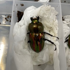 【締切】ニジイロクワガタ　トリオの画像