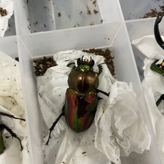 【締切】ニジイロクワガタ　トリオの画像
