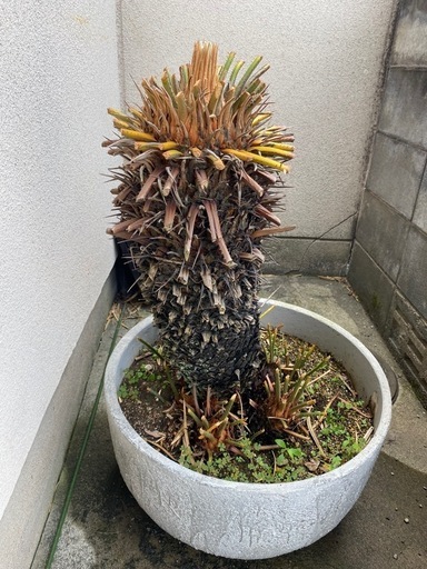 ソテツ　蘇轍　芽吹いてます