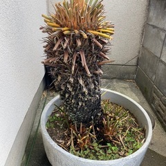 ソテツ　蘇轍　芽吹いてます 