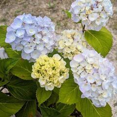 アジサイ　開花株