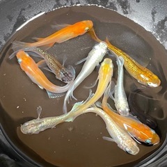めだかMIX✨10匹セット🍃水草おまけ