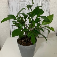 ガジュマル鉢植え