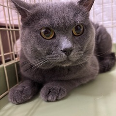 ブリティッシュショートヘア　男の子