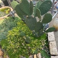 団扇サボテン🌵ご自身で抜く方1500円🌵