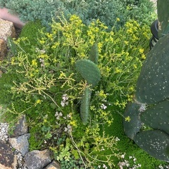 多肉植物と小さな団扇🌵ご自身で綺麗に抜いて下さる方